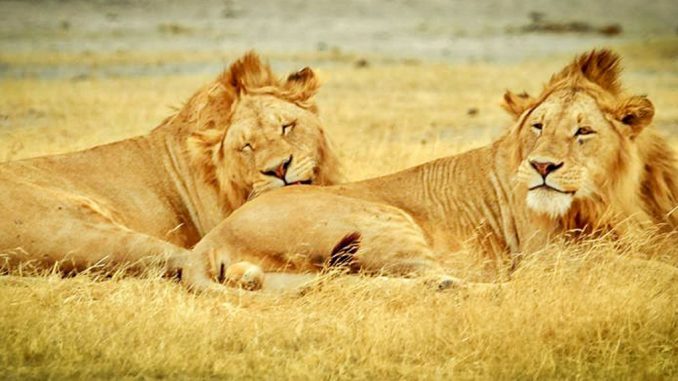 Tanzanie
